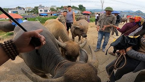 🔥 Sôi Động Chợ Trâu Bắc Hà – Nơi Giao Dịch Hàng Trăm Con Trâu Mỗi Phiên!