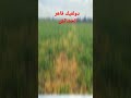 دولفيك قاهر الحشائش فى محصول القمح صباحكم جميل