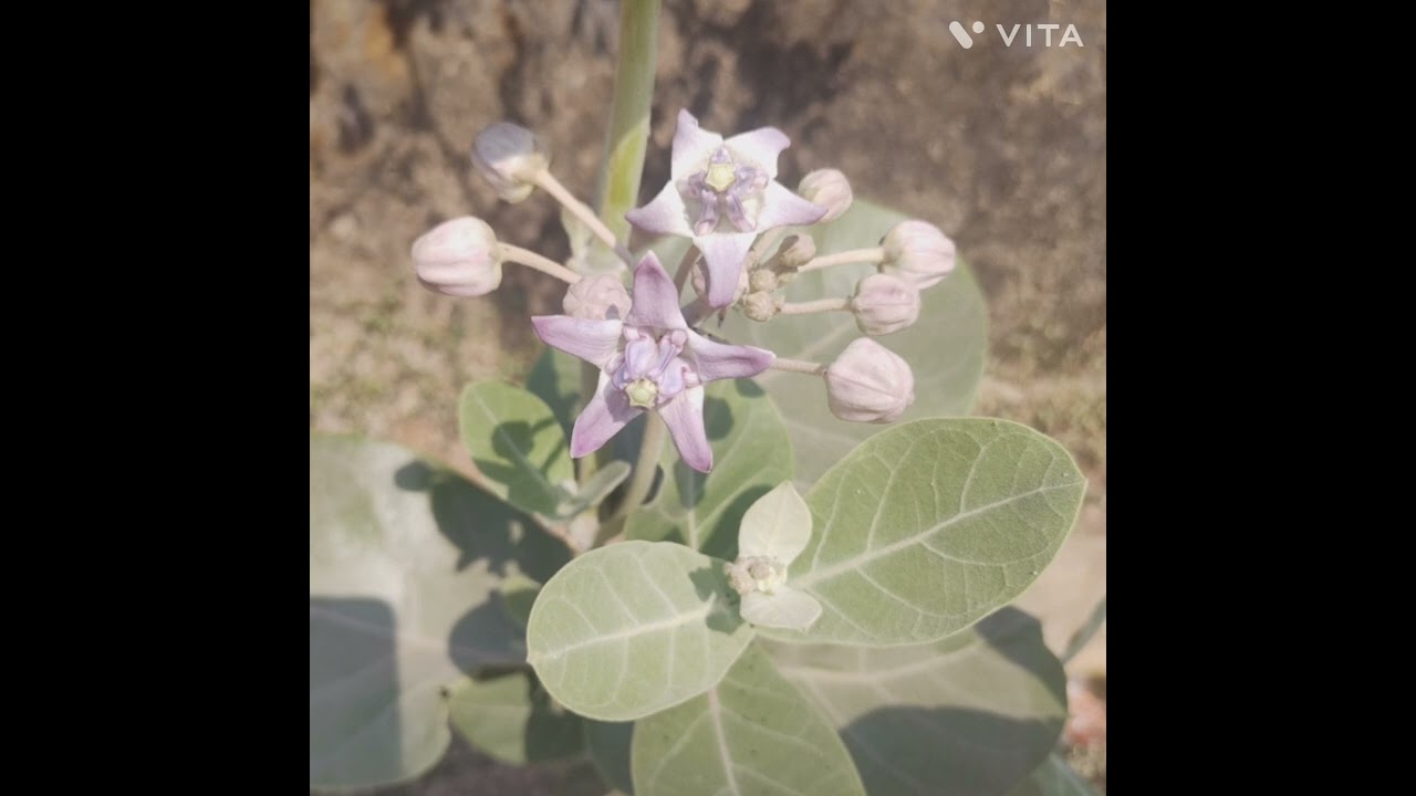 forensic MCQ pictorial based questions