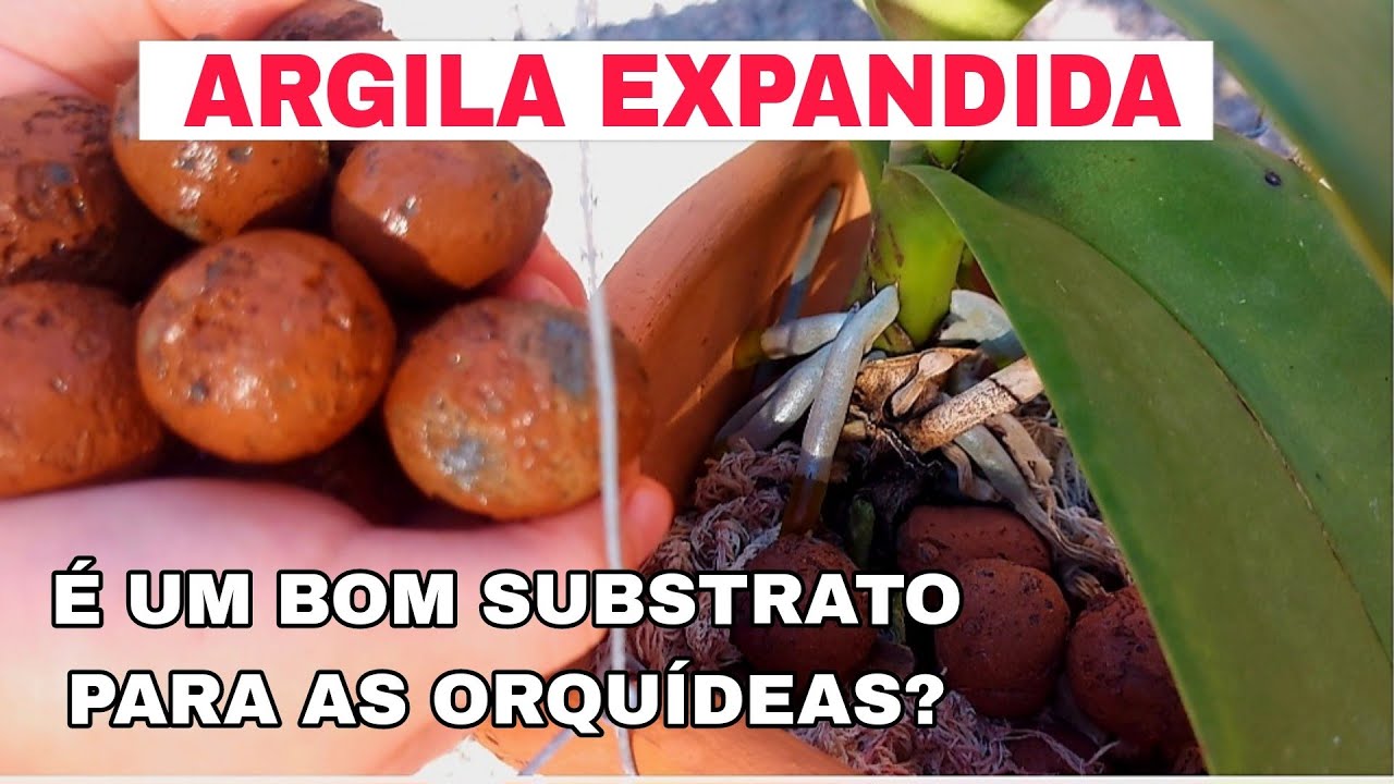 ORQUÍDEAS NA ARGILA EXPANDIDA! Veja o resultado e evite problemas futuros