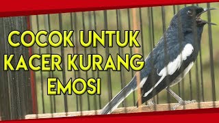 PANCINGAN UNTUK KACER KURANG EMOSI PASTI LANGSUNG NGAMUK BONGKAR ISIAN