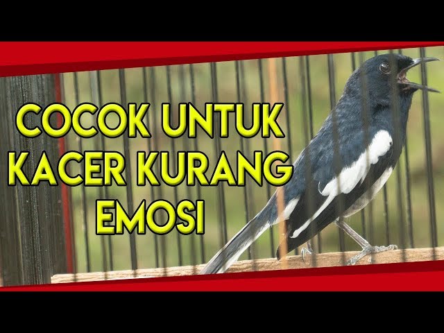 PANCINGAN UNTUK KACER KURANG EMOSI PASTI LANGSUNG NGAMUK BONGKAR ISIAN class=