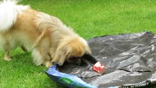 Finlay the Tibetan Spaniel and the bone by Carlton Hall 33 views 5 years ago 1 minute, 11 seconds