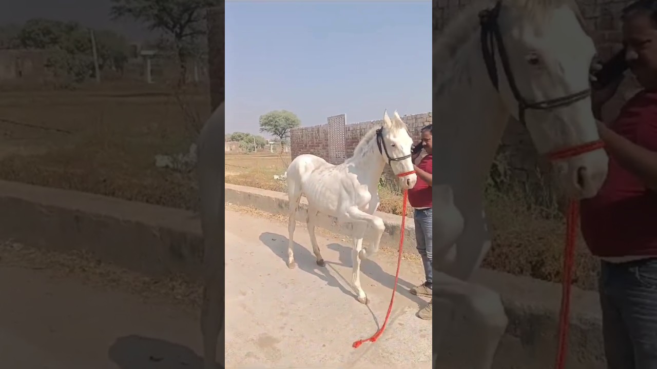 Nukri filly 🥰#shorts #horse #horselover #horseriding #ghoda #trending #animals #ghoda #viralreels