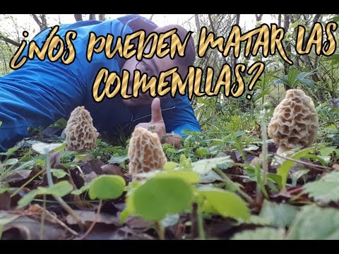 Video: Cómo Cocinar Colmenillas