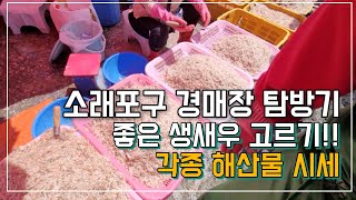 소래포구 좋은 생새우 고르기, 경매장 탐방기!