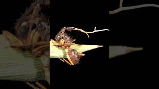 LE CORDYCEPS un ENFER omg science pourtoi