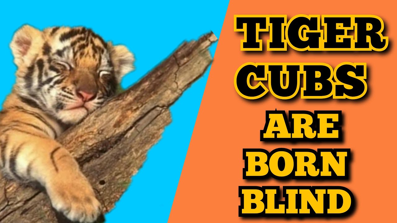 NO TWO TIGERS HAVE THE SAME STRIPES . 🐯🐅 ( Amazing facts about Tiger .)