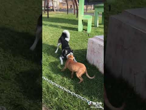 Video: American Kennel Club- ը ներկայացնում է շների նոր ցեղատեսակ. Azawakh