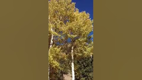 quaking aspen.MOV