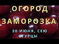 Стирка, огород, заморозка, посев семян 20 июня.