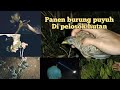 berburu burung puyuh di malam hari