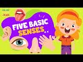 Understanding the Five Basic Senses