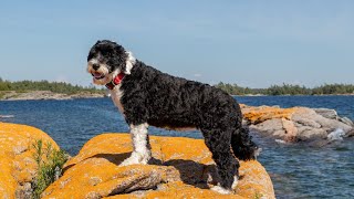 The Amazing Rescue Abilities of Portuguese Water Dogs