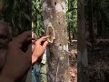 Agarwood formation