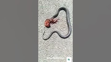 Rết đụng độ với rắn, ai sẽ thắng?#1 Snake vs centipede! #centipede #snake #shorts #trending #omg