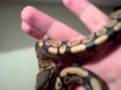 video phone beyonce mp3 New orange hypo ball python