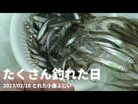 2023/02/18 たくさん釣れた日　ワカサギ釣り　とれた小屋ふじい