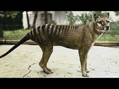 Tigre de Tasmanie, une disparition exemplaire