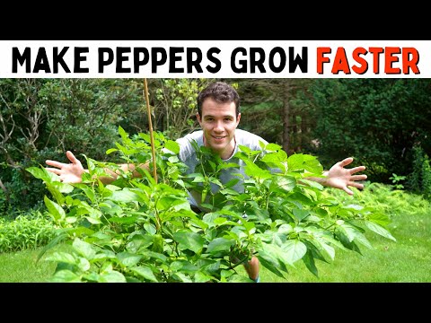 Video: Bulgarian pepper: cultivation, care features and recommendations