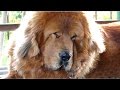 Тибетский Мастиф Галсан 2 года. Малыш подрос. Tibetan Mastiff 2 years. Одесса.