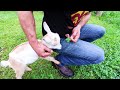 He RESCUED His BABY GOAT From KIDNAPPERS!!!