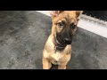 Basic puppy training with my puppy max + voice reveal