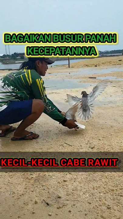 Melesat seperti busur panah#videoshort #lombamerpatibalapsprint #merpati #pageforyou