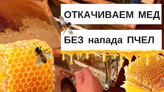 ОТКАЧИВАЕМ  МЁД  БЕЗ  НАПАДОВ  ПЧЁЛ