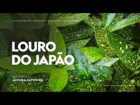 Vídeo: Loureiro japonês em vaso - dicas sobre como cultivar aucuba japonesa em recipientes