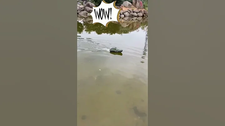 crocodile speed on water 😲  #shorts #experiment