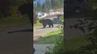 Bear Strolling by POV While Holding a Snack It Scavenged