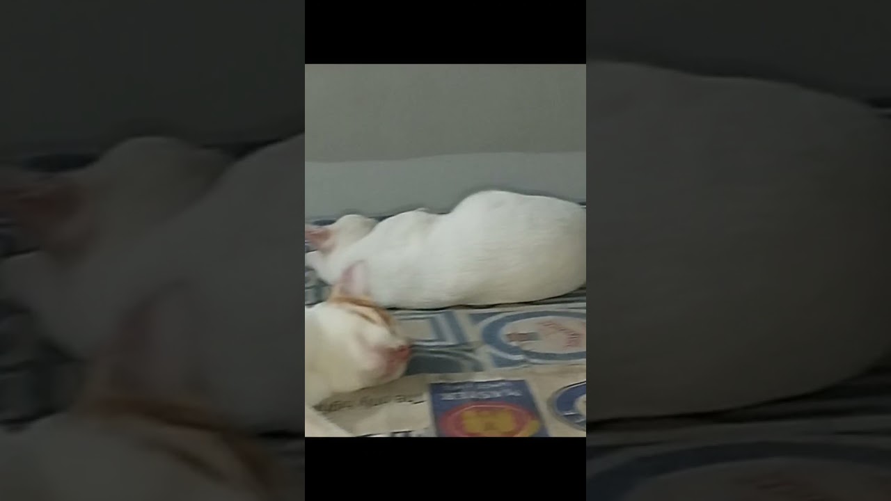 My Cats Sleeping Peacefully While Am Making Reels ♥ 