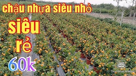 quất chậu nhựa siêu nhỏ, quất tết 2021 - 2022 quất cảnh