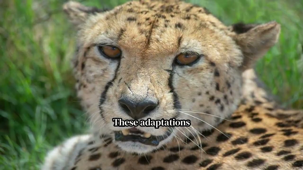 The Cheetah's Speed: Master of the Hunt | Incredible Hunting Techniques Revealed