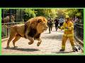 A Lion Lost in Snow — What Happens Next Will Melt Your Heart | Heartwarming Animal Rescue Videos