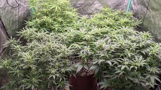Week 2 of Flower - Cannabis Grow Tent Update Grow Guide #2