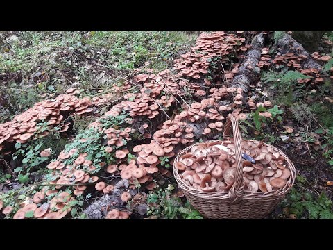 Пошёл за грибами и увидел огромное количество осенних опят! 28 Сентября 2021 год.