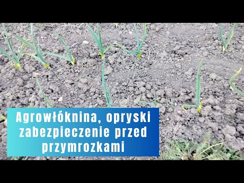 Jak zabezpieczać drzewka,