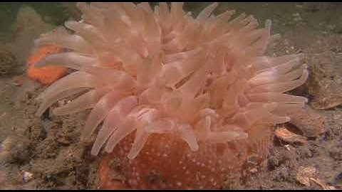 Northern red Anemone that slowly opens and closes 🔴