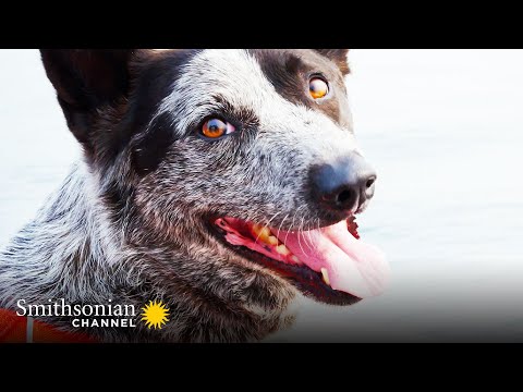 Video: Poop Sniffing Rescue Pups pelastavat uhanalaisia eläimiä