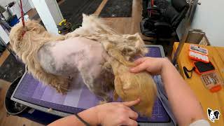SEVERELY MATTED DOG LEFT IN BACKYARD