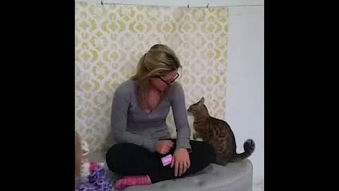 Video 11374711: bengal kitty cat, bengal cat meowing, bengal kitty playing, bengal cat sounds, cat old