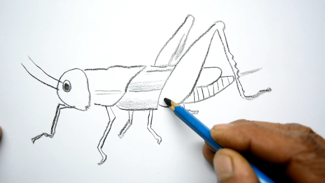 Grasshopper drawing Cut Out Stock Images & Pictures - Alamy