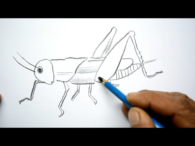 Drawing my favorite insect: The grasshopper — Steemit