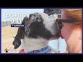 Watch This Kid Help A Shelter Dog Find The Perfect Home | The Dodo Adoption Day