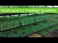 Making of  hydroponic  Fodder system