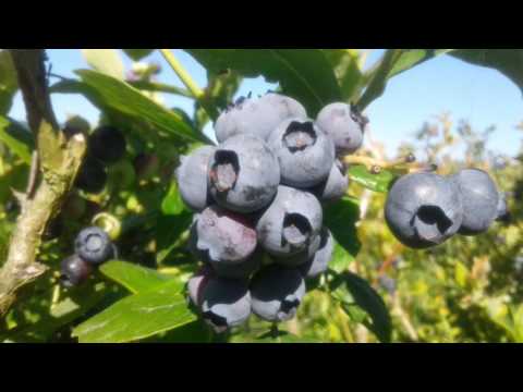 Video: Lub Kho Thaj Chaw Ntawm Blueberries