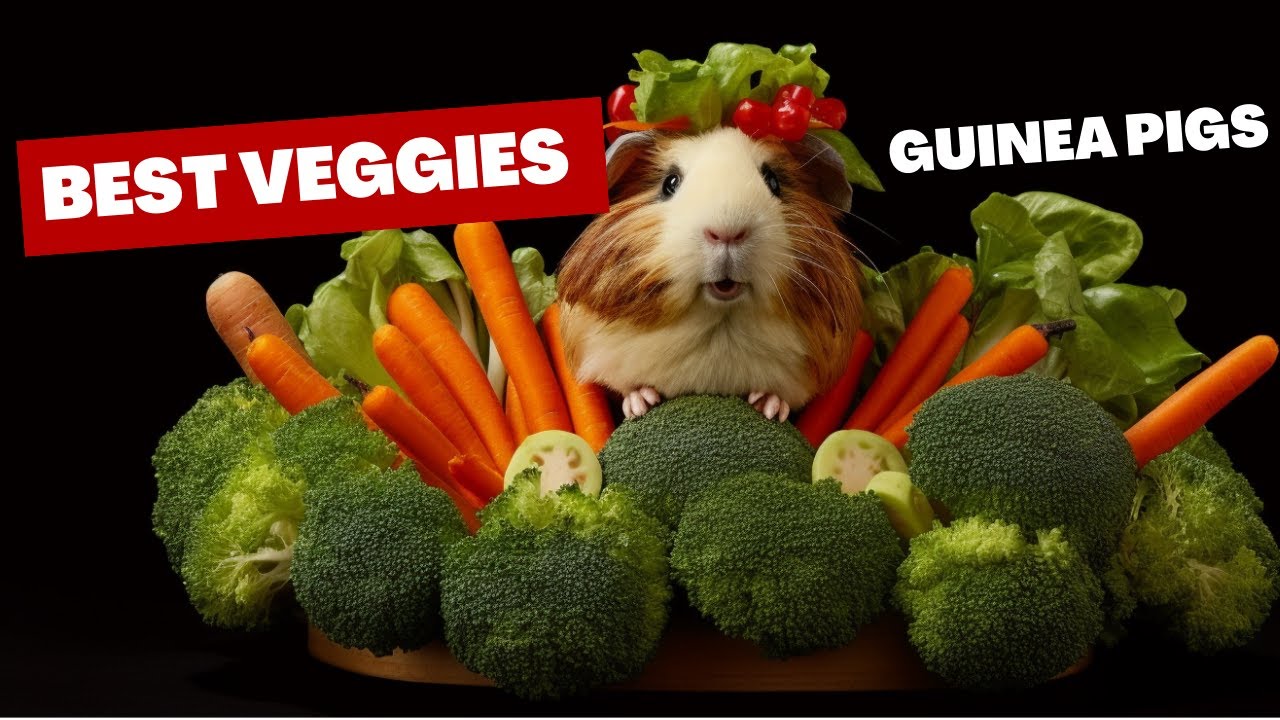 Picture of Best Veggies For Guinea Pigs To Eat - YouTube
