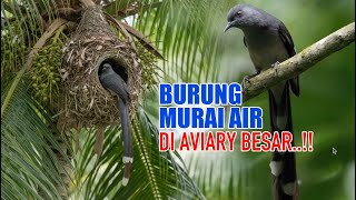 Download Lagu BURUNG MURAI AIR KALAU DITARUH DI AVIARY BESAR TERNYATA BEGINI - BURUNG APA SIH INI !! MP3 Download Lagu BURUNG MURAI AIR KALAU DITARUH DI AVIARY BESAR TERNYATA BEGINI - BURUNG APA SIH INI !! MP3